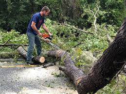 Best Arborist Consultation Services  in Locust Grove, GA