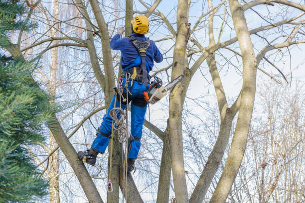 Best Hazardous Tree Removal  in Locust Grove, GA